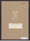 Navicula hennedyi var. granulata Grun. (de-Toni-Nr.: Genus 1, Species 364) Zeichnungen Sammlung Grunow Nr. 826 (NHMW-BOT-W0367255)